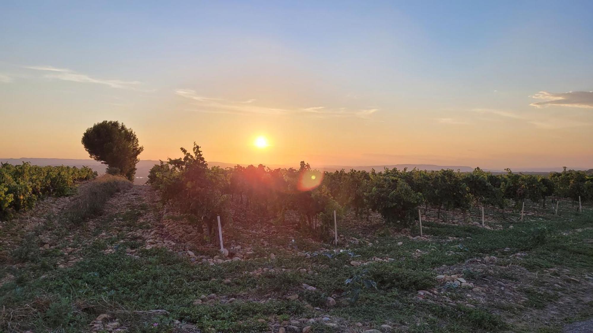 Le Willow Châteauneuf-du-Pape Zewnętrze zdjęcie