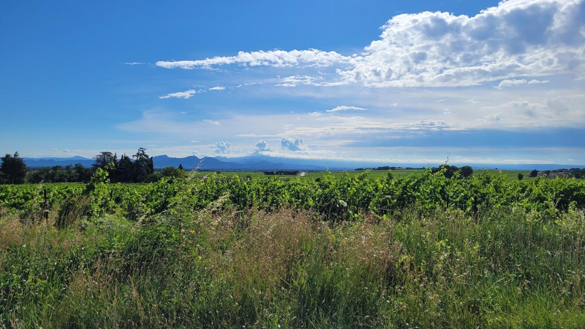 Le Willow Châteauneuf-du-Pape Zewnętrze zdjęcie